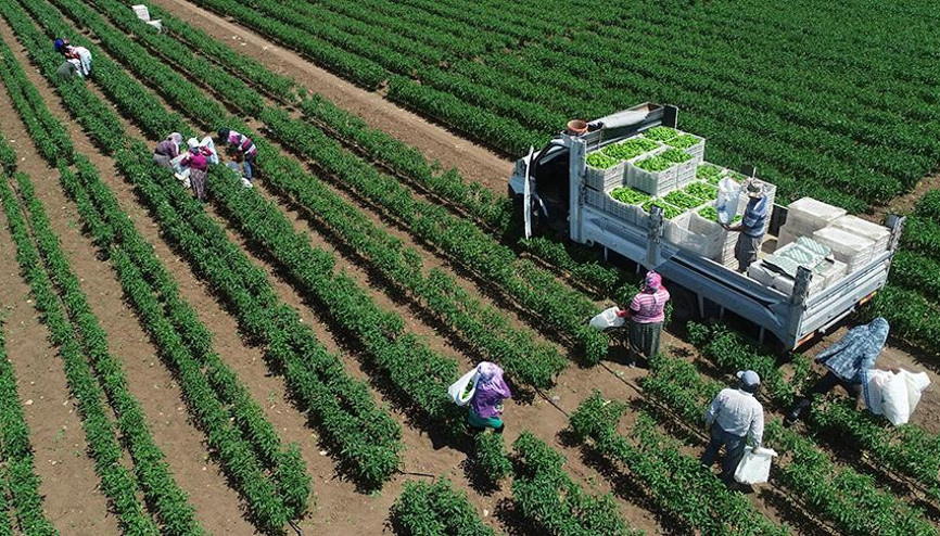 Bitkisel üretim istatistikleri açıklandı