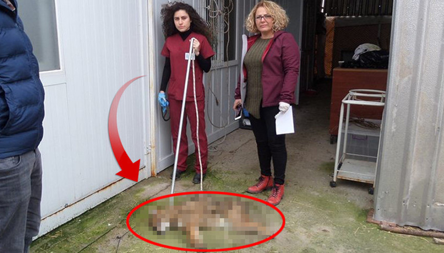 Yaralı halde bulundu... Tedavi altına alındı