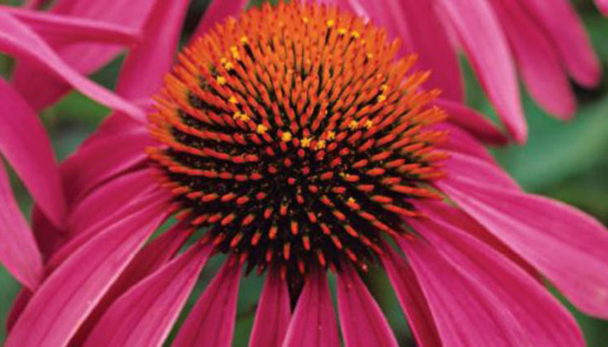 Ekinezya nedir, nasıl tüketilir