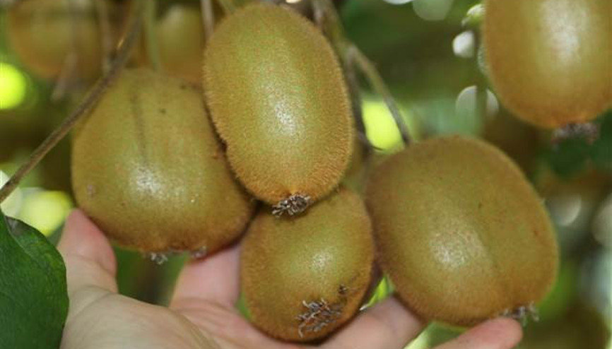 Fındık ve kivi üreticilerine tarım sigortası uyarısı