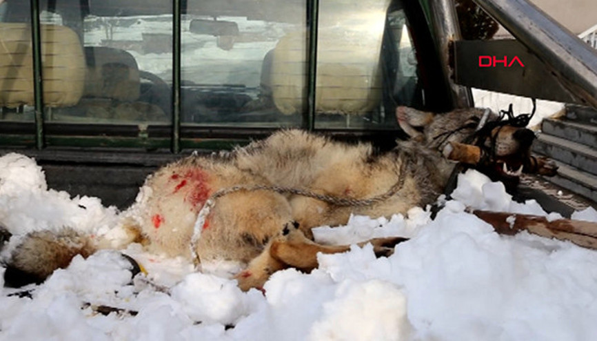 Vartoda köylülerin yakaladığı kurdu Kaymakam serbest bıraktırdı