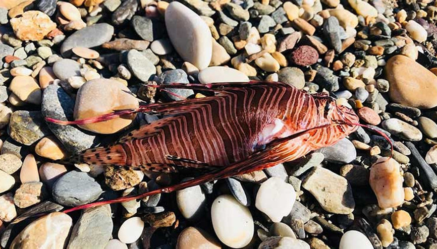 Ege Denizinde kırmızı alarm