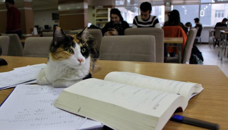 Kediler üniversite kütüphanesine sığındı Kediler üniversite kütüphanesine sığındı