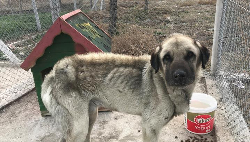 Seminerin geliri Seymen köpeğe