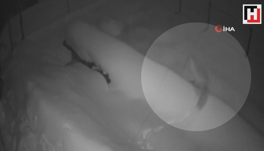 Aç kalan tilki köye indi