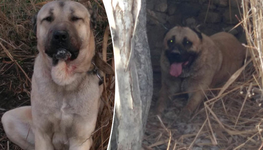 Burdur’da köpek dövüşü iddiası 3 köpek bu halde bulundu