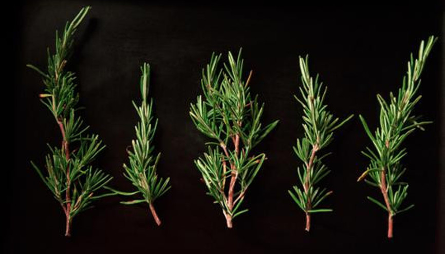 Biberiye Çayı Ne İşe Yarar