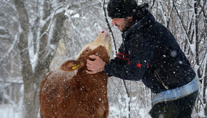 Üniversite öğrencisi harçlığını hayvancılık yaparak çıkarıyor