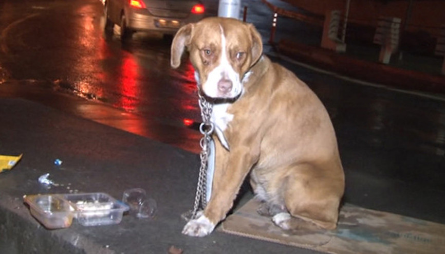Direğe bağlanarak terk edilen köpek, vatandaşlar tepki gösterdi