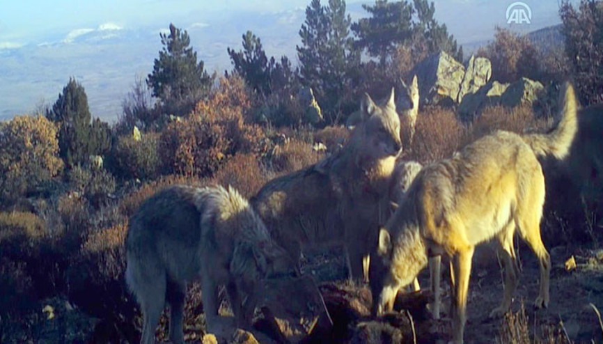 Görüntüler Afyonkarahisar’da çekildi Kurt sürüsü parçaladı…