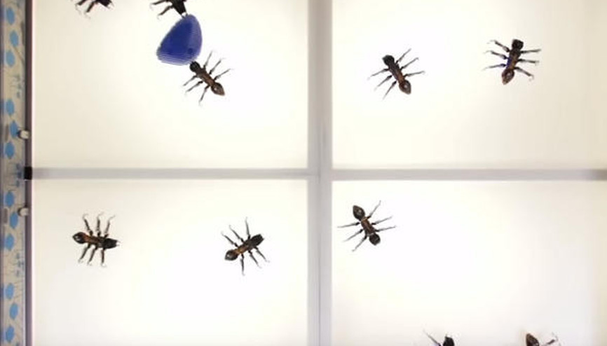 İnsan elinden çıkan minik canavar