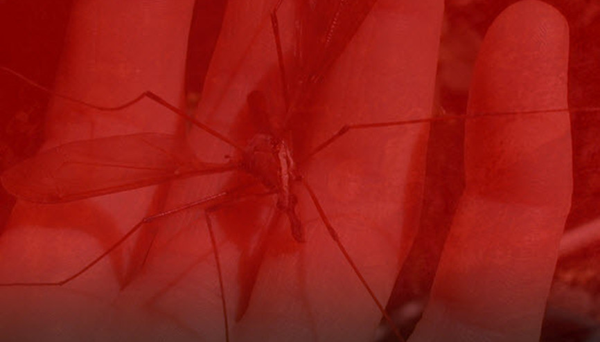 Dünyanın en ölümcül canlıları