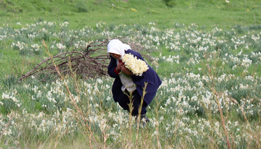 Yaban nergisleri geçim kapısı oldu