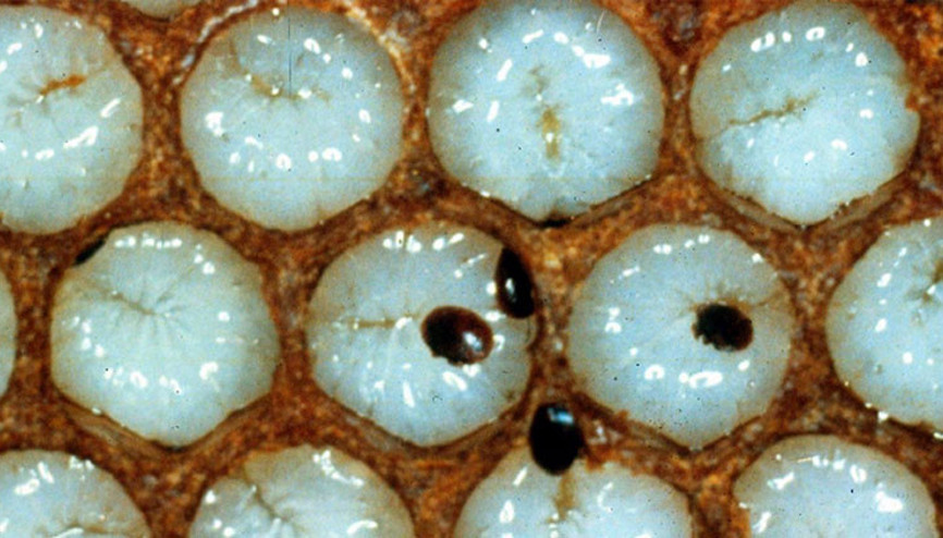 Türkiye’ye Avrupa’dan geldi 2 milyon kovanı yok etti…