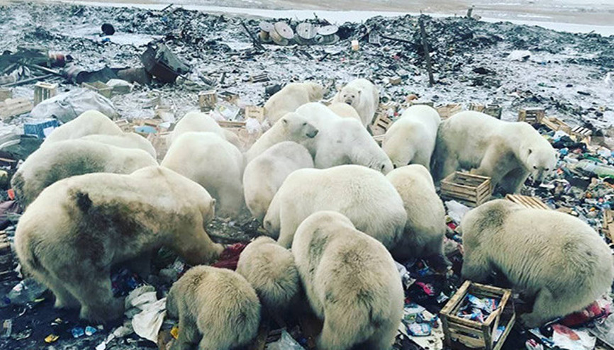Aç kalan kutup ayıları şehre indi