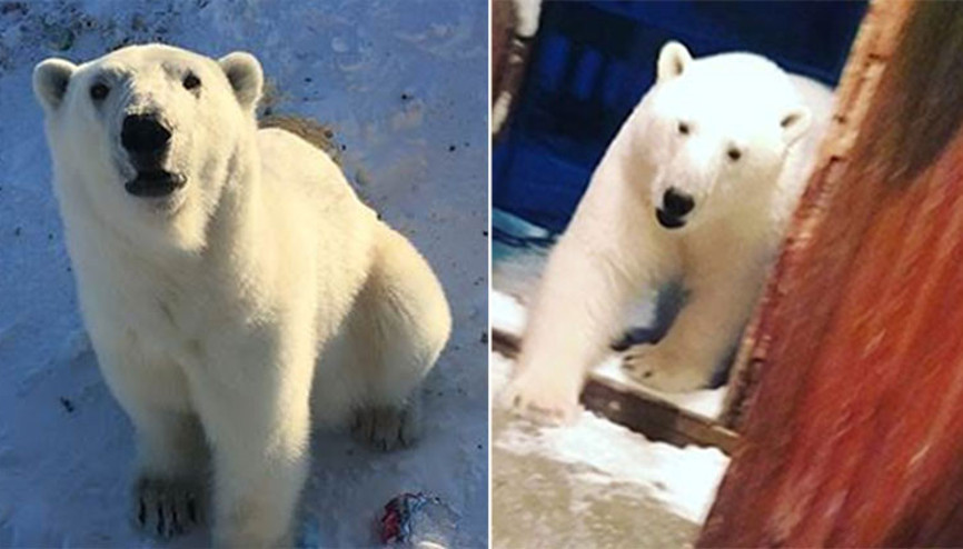 Kırmızı alarm Her yeri istila ettiler...