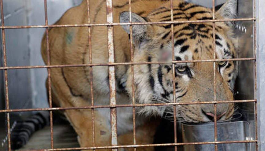 Uyuşturucu kullanmak için girdiği evde kaplanla karşılaştı