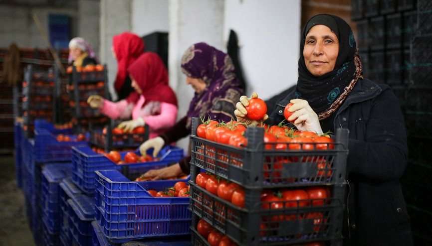 Üretici tanzim satıştan memnun 3 günde bin ton...