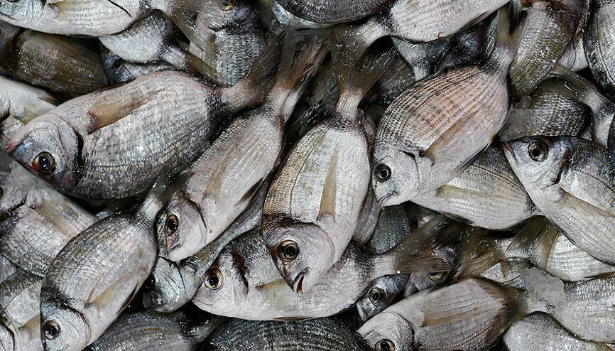 Bakan Pakdemirli: Türkiyenin 2023 balık ihracatı hedefi 2 milyar dolar