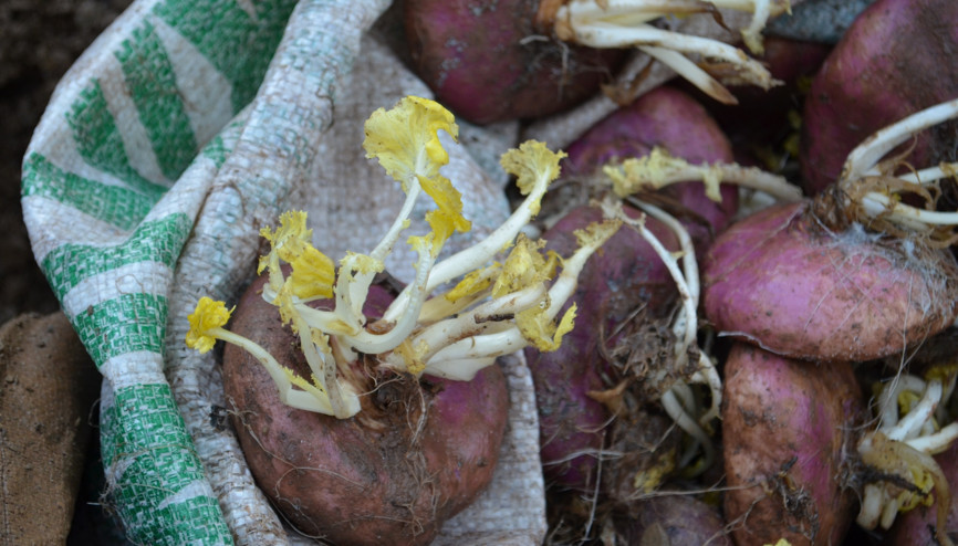 Toprak altında saklanan lezzet şalgam