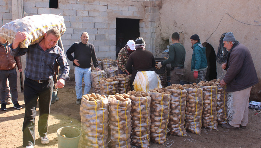 Tanzim satışın patatesi Niğdeden