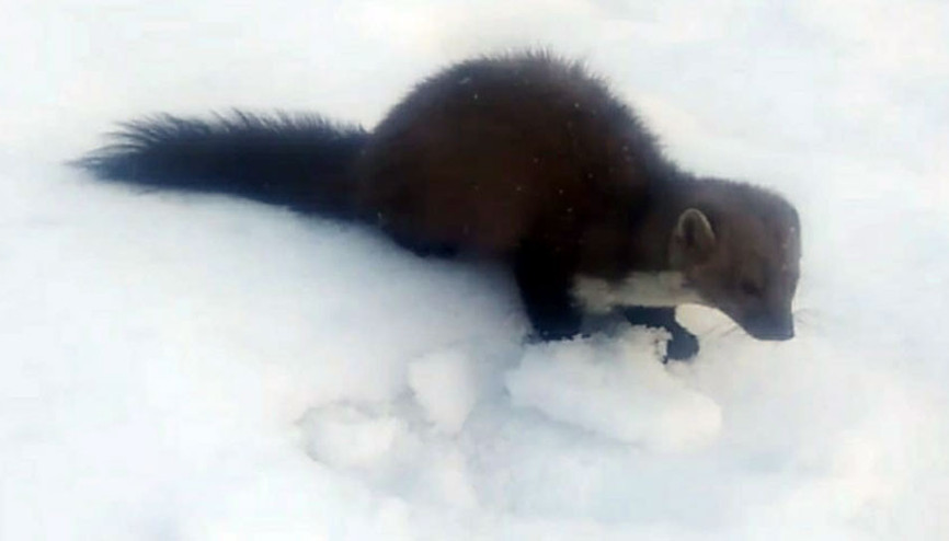 Köylüler de şaşırdı İlk defa gündüz gördüler…