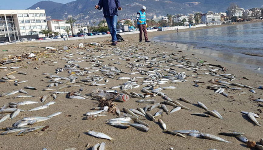 Alanyada korkutan görüntü... İnceleme başlatıldı