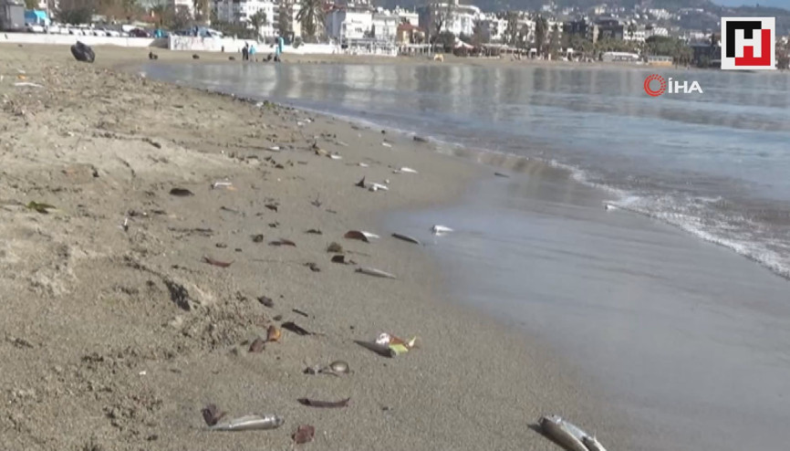 Alanya’da binlerce balık sahile vurdu