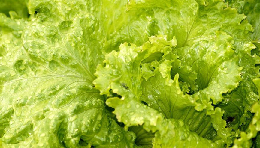 Şubat ayının zam şampiyonu marul