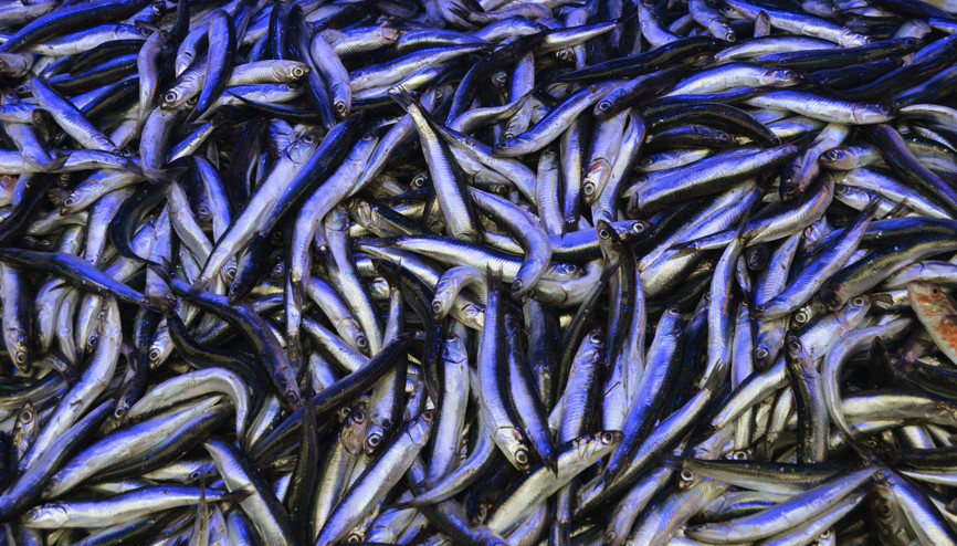 En fazla hamsi ihracatı o ülkeye