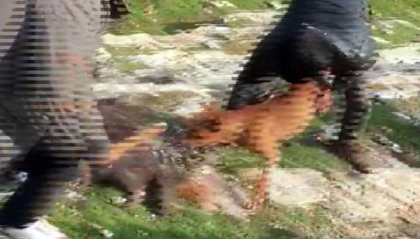 İşte oklu kirpiyi vahşice öldürenlere verilen ceza...
