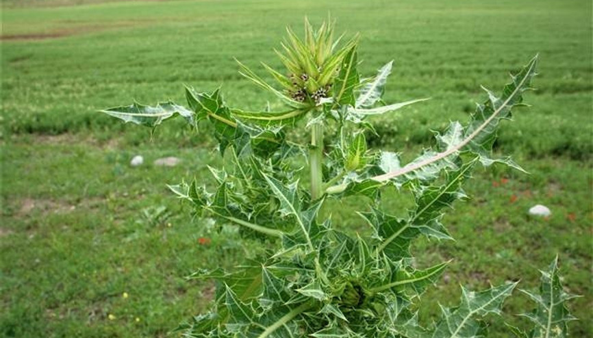 Yeni bir bitki türü keşfedildi