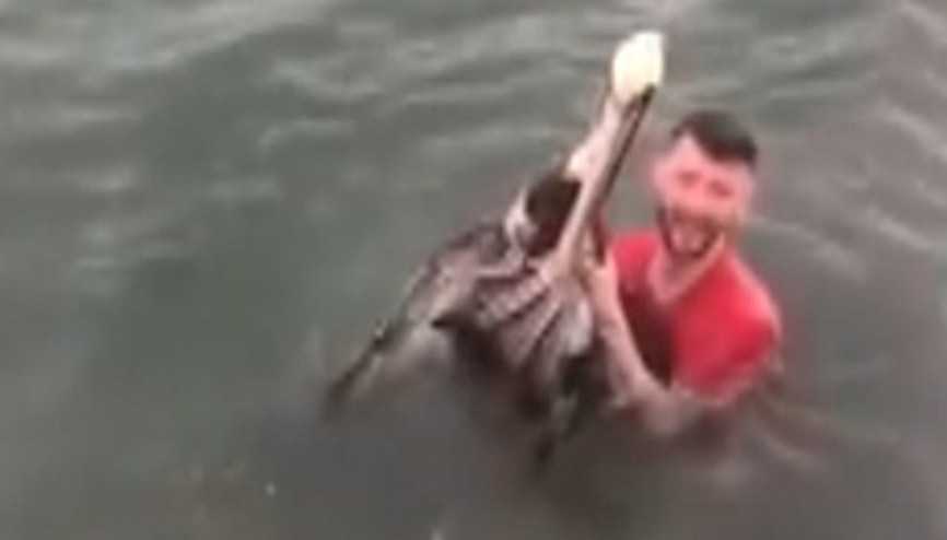 Kendisini yakalayan adama pelikanın tepkisi sert oldu