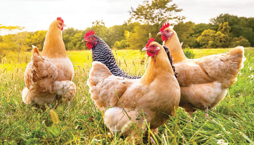 Tavukçulara 156 milyon liralık şok