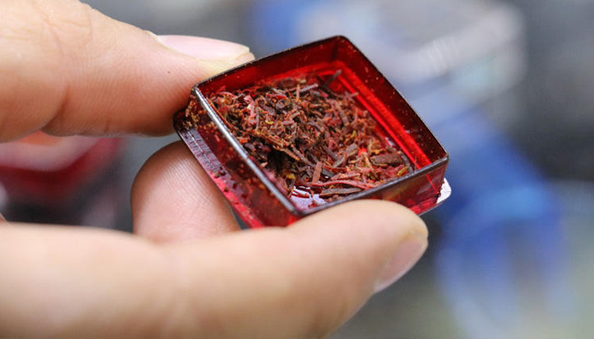 Dünyanın en kaliteli Safranı Türkiye’de üretiliyor