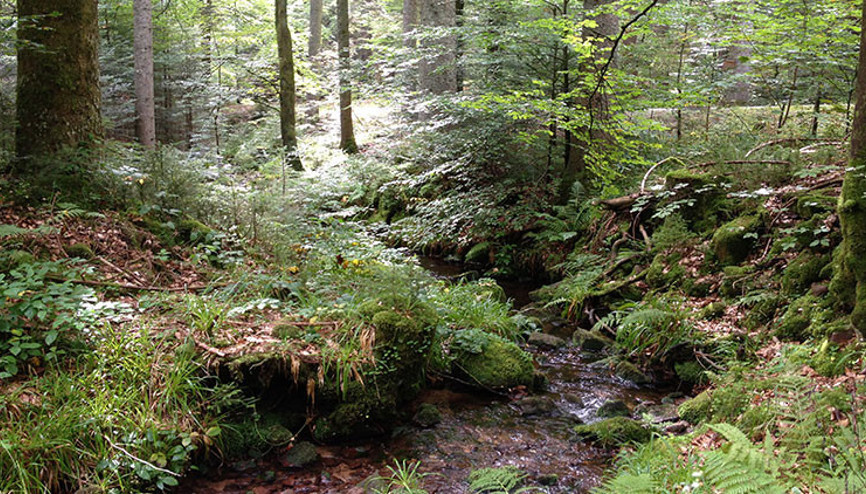 ABnin yüzde 43ü ormanlık alandan oluşuyor