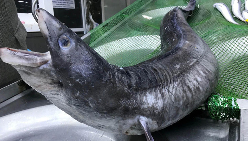 Görenler bakakaldı 41 kilo ağırlığında, 3 metre boyunda...