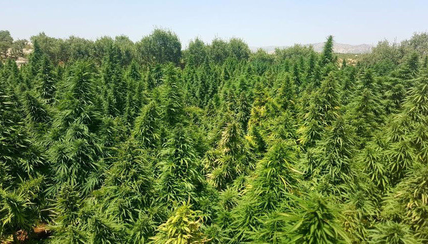 Kilosu 1000 liraya çıktı Üretimi arttı