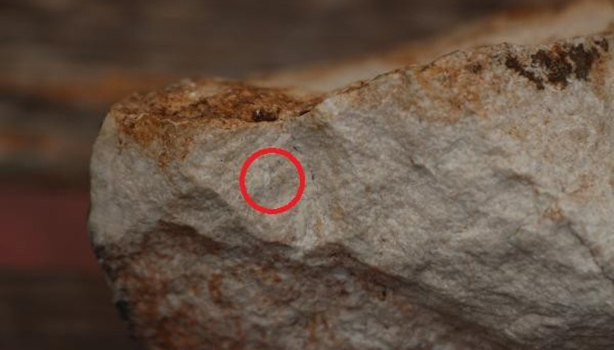 Cudide 12 milyon yıllık olduğu belirtilen salyangoz fosili bulundu