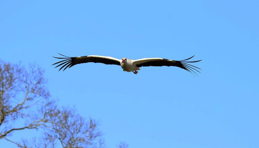 Kızılırmak Deltasında leylek varlığı artıyor