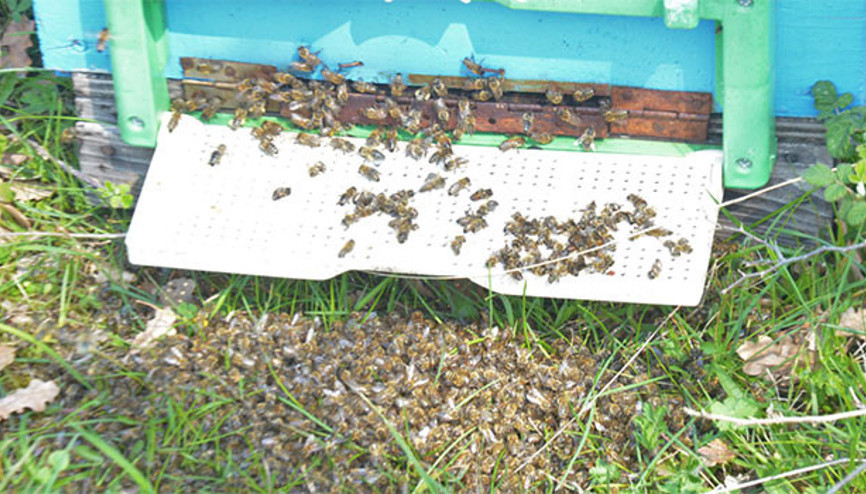 Bursada korkutan arı ölümleri