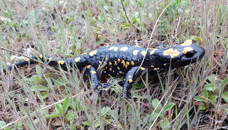 Adanada nesli tükenmekte olan semender bulundu