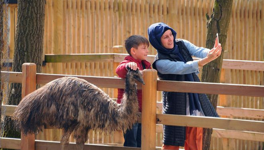 Ormanya’daki yavru deve turistlerin ilgi odağı oldu