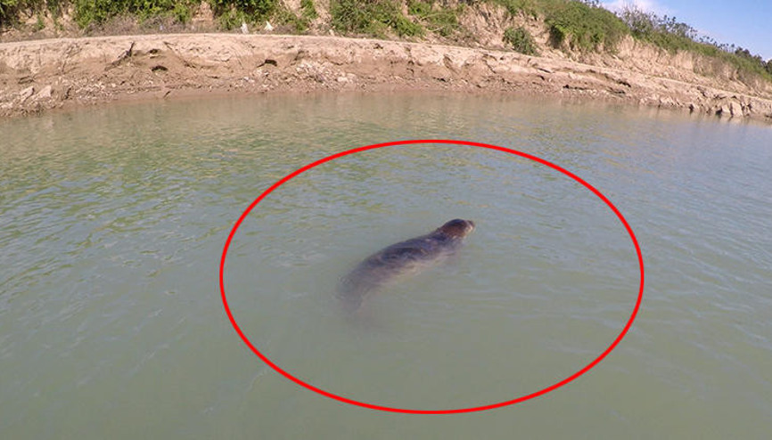 Akdeniz foku için 24 saat nöbet tuttular