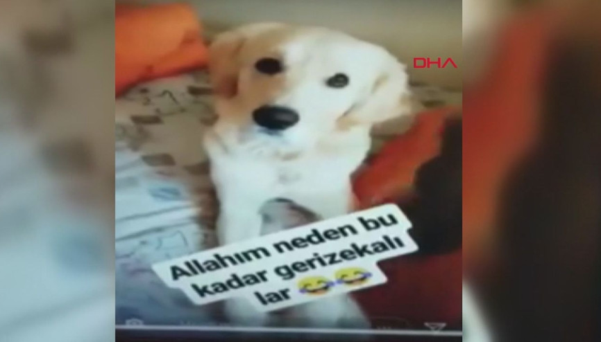 Köpeğine deodorant sıkıp, görüntü paylaşan üniversiteli gence tepki