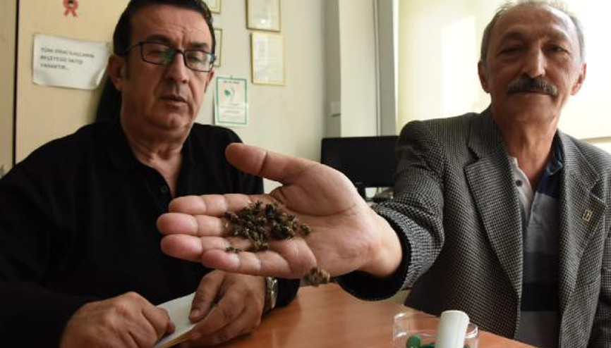 İnegöl’de toplu arı ölümleri korkutuyor