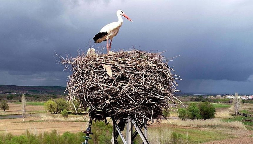 Afrika’dan gelen leylekler, Dicle Vadisi’nde kuluçkaya yattı