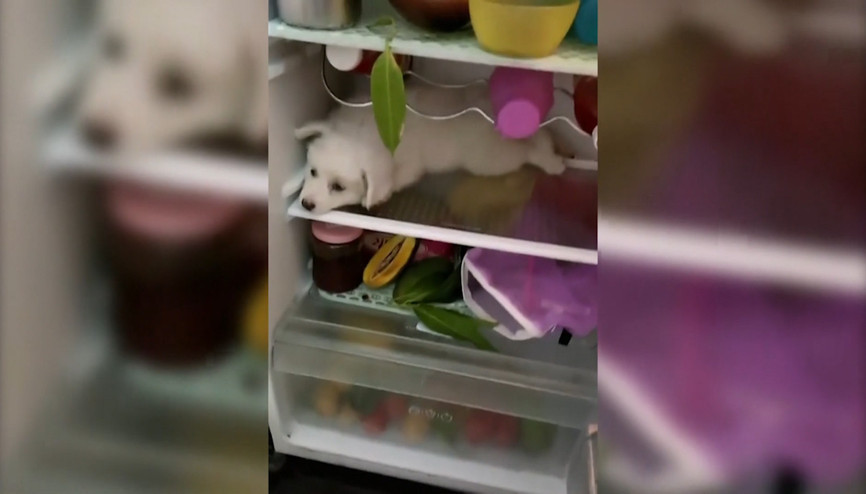 Yavru köpek buzdolabına girdi