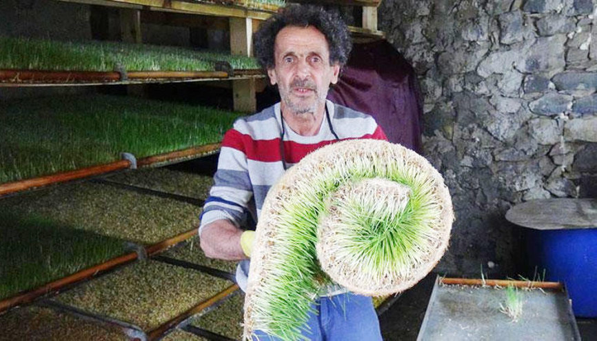 Odada ürettiği yemle hayvanlardan iki kat süt alıyor