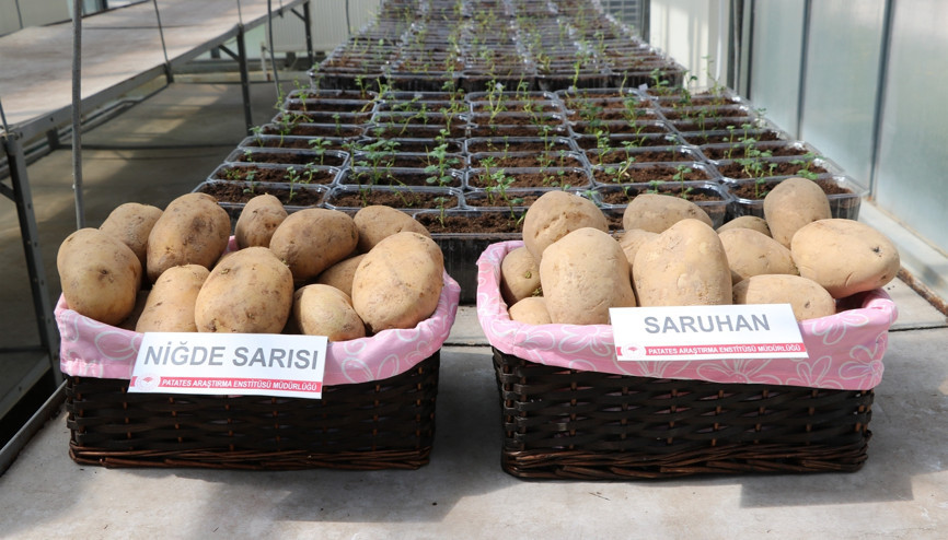 Niğde’de 2 milli patates çeşidi daha tescillendi